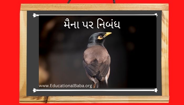 મૈના પર નિબંધ Myna Bird Nibandh in Gujarati
