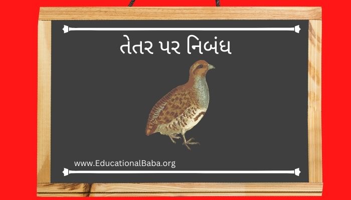 તેતર પર નિબંધ Partridge Bird Nibandh in Gujarati