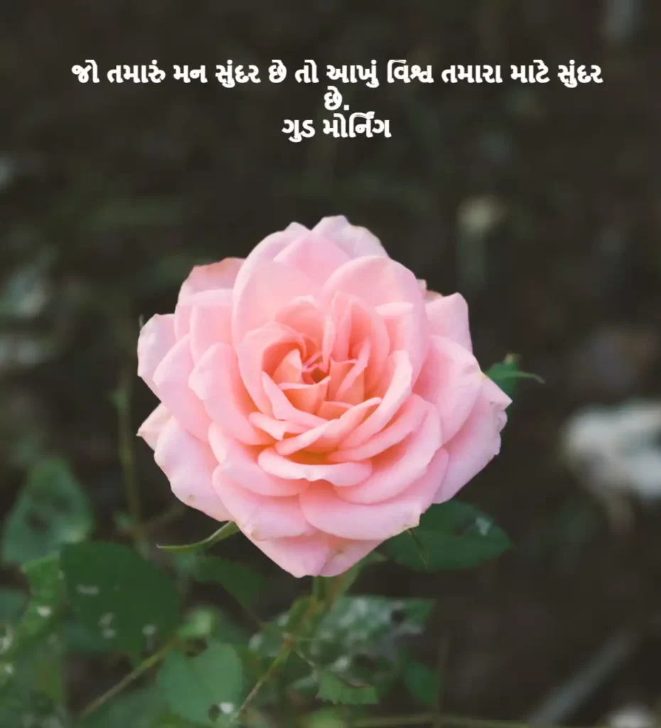 90+ Good Morning Quotes in Gujarati Text [2023] ગુડ મોર્નિંગ ક્વોટ્સ ગુજરાતી